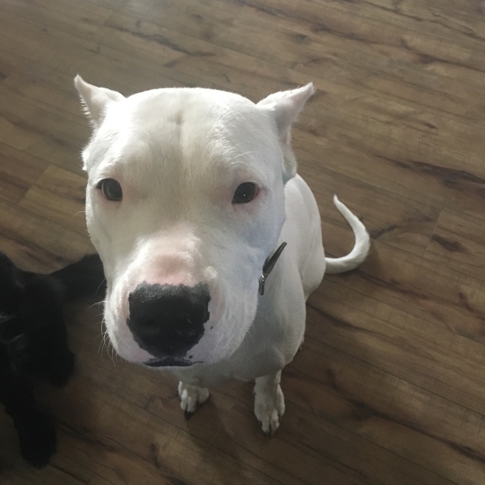 Meet your Posher, Hanna